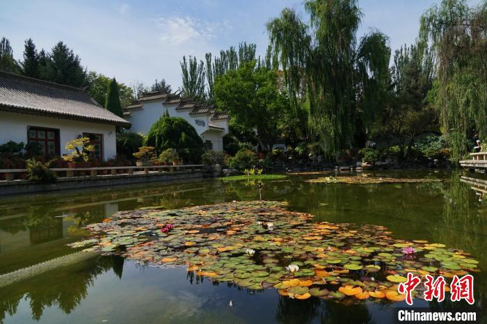 圖為西寧園林植物園秋日風(fēng)景別有韻味?！●R銘言 攝