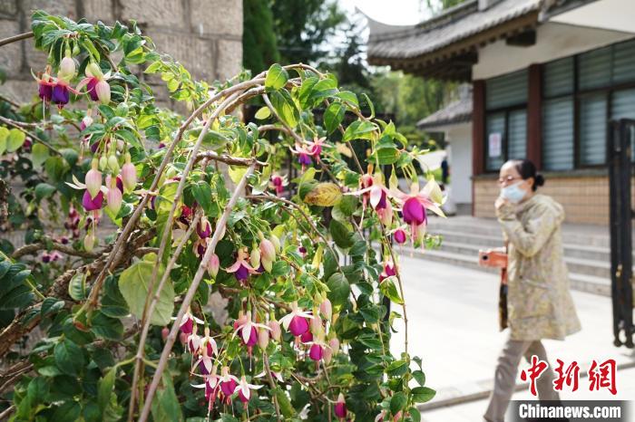 圖為市民在西寧園林植物園內(nèi)觀賞花卉?！●R銘言 攝