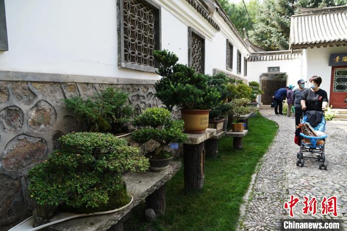 圖為市民在西寧園林植物園內(nèi)觀賞盆景?！●R銘言 攝