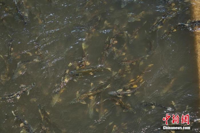 資料圖：圖為今年5月底到8月初，青海湟魚洄游產(chǎn)卵 馬銘言攝