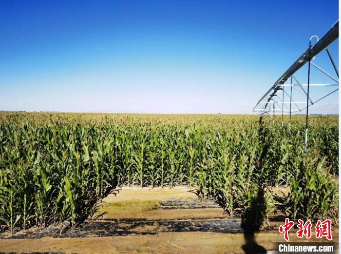 青海“糧改飼”項(xiàng)目收儲飼草44萬余噸