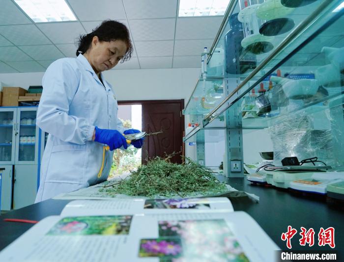 圖為張錦梅在實(shí)驗(yàn)室工作?！●R銘言 攝