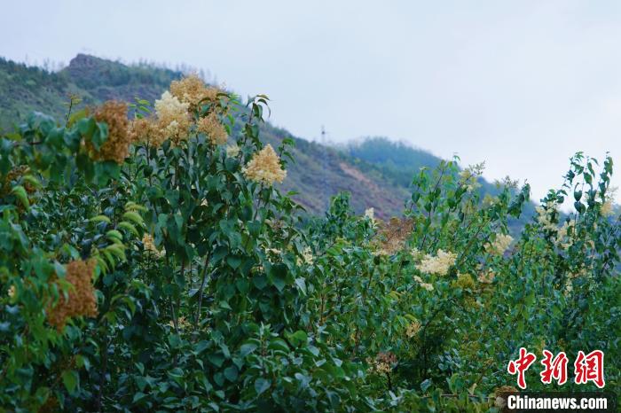 圖為西寧北山上的丁香樹?！●R銘言 攝