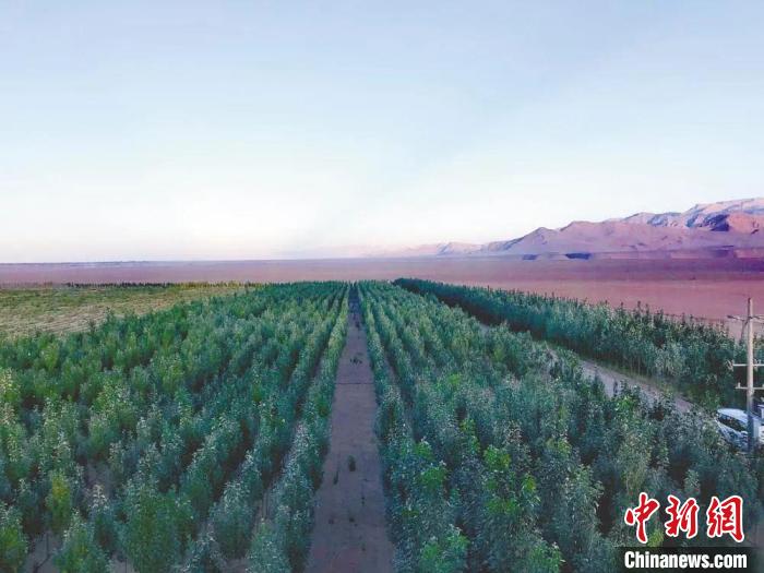 圖為格爾木境內(nèi)種植的綠樹?！「駹柲救诿襟w中心供圖