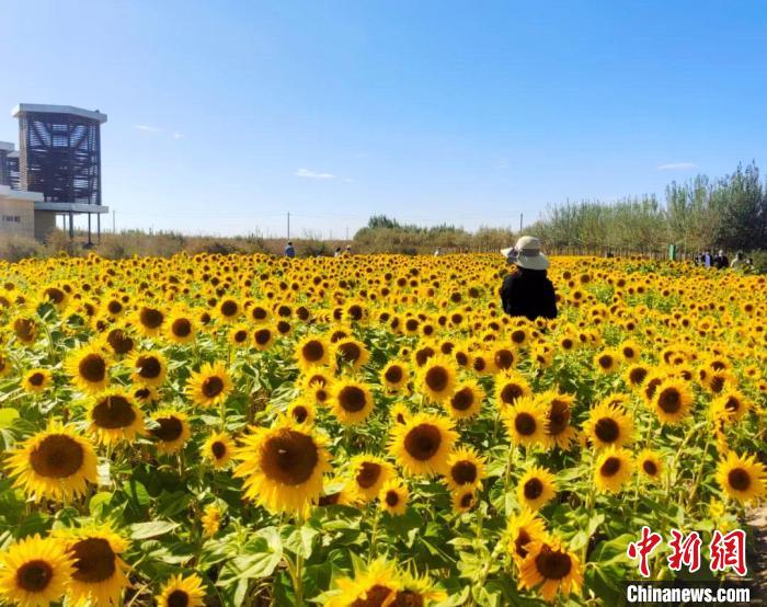 圖為格爾木境內(nèi)的向日葵花海?！「駹柲救诿襟w中心供圖