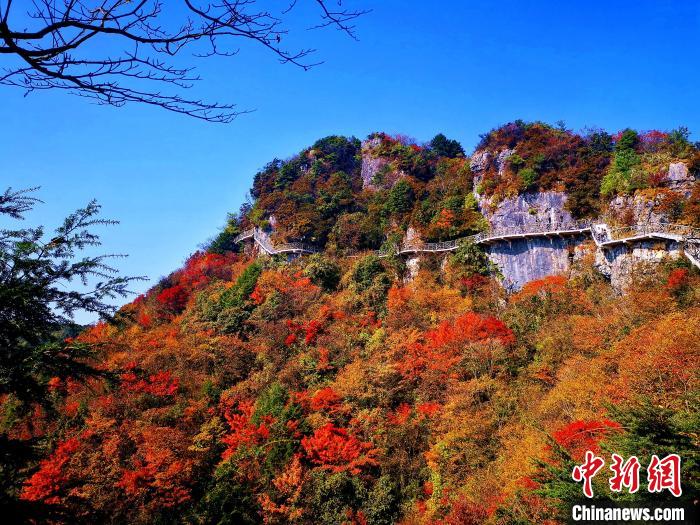 巴山大峽谷漫天紅葉?！埰?攝