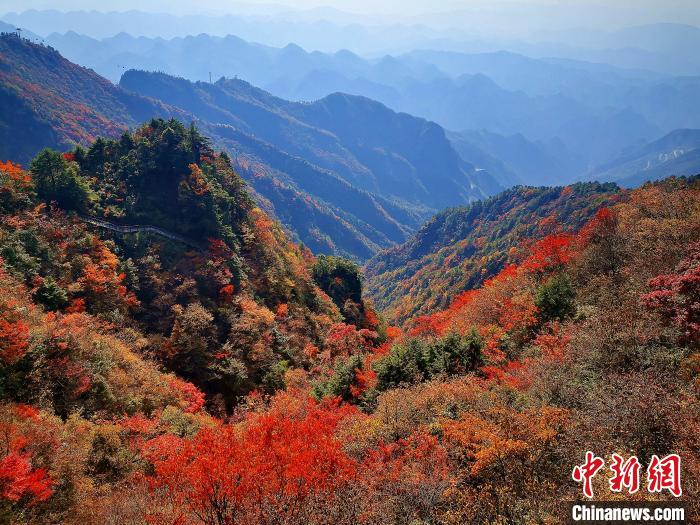 巴山大峽谷漫天紅葉。　張平 攝