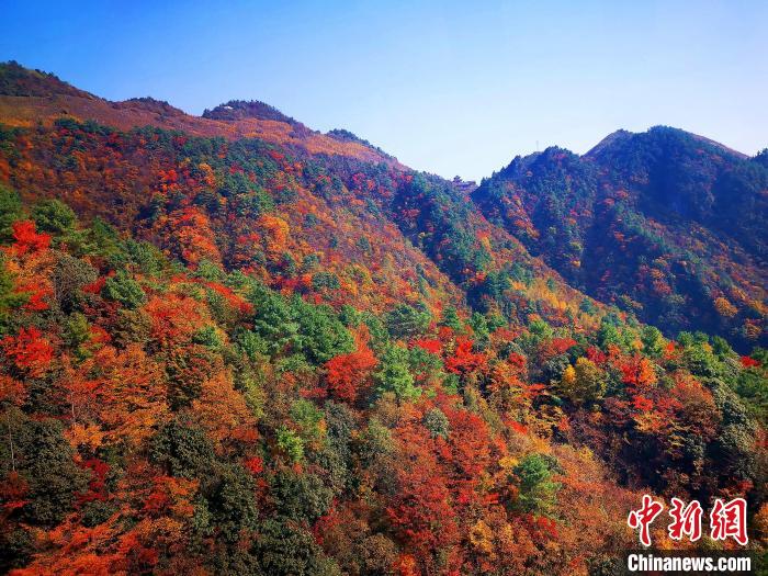 巴山大峽谷漫天紅葉?！埰?攝