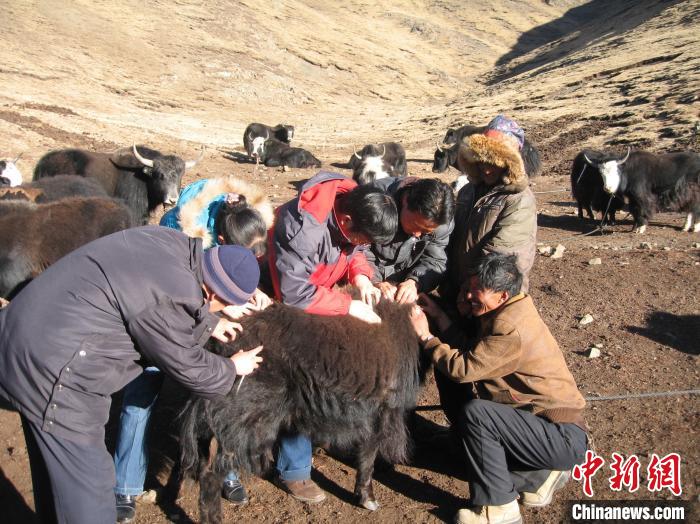 資料圖為研究團隊在青南高原地區(qū)開展了牦牛寄生蟲病流行病學和防治技術研究。　 青海省畜牧獸醫(yī)科學院供圖