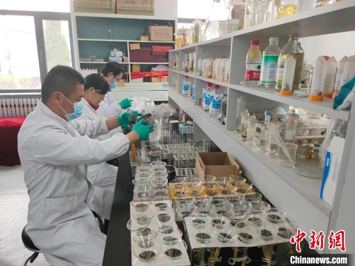 資料圖為研究團隊進行樣本檢查?！?青海省畜牧獸醫(yī)科學院供圖