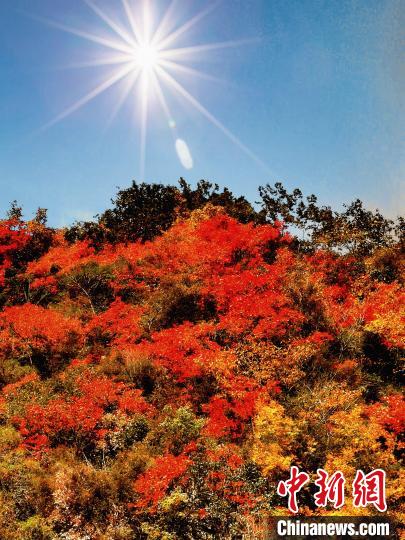 萬源市紅葉似火?！≈炱桨?攝