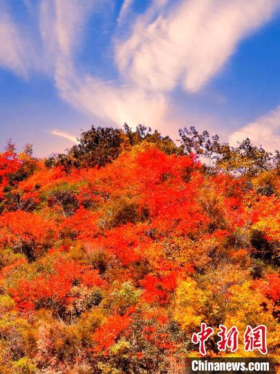 萬源深秋紅葉似火?！≈炱桨?　攝