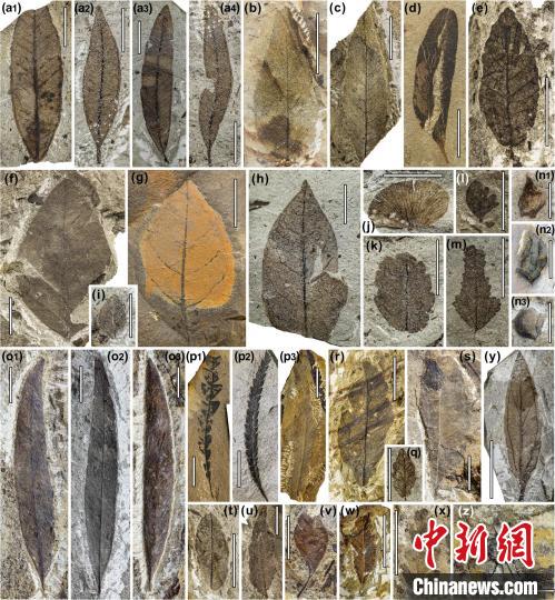 中始新世熱魯化石植物群(4500萬–4000萬年前)?！≈锌圃呵嗖馗咴?供圖