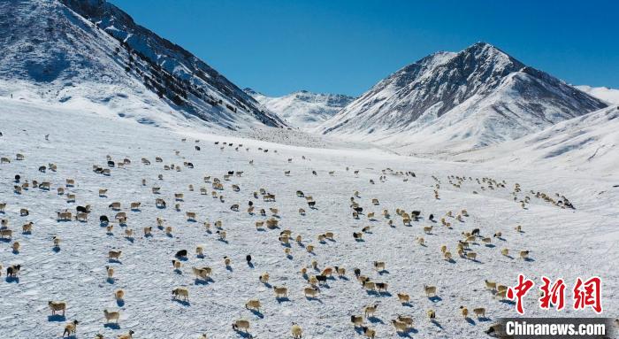 圖為羊群在雪地里覓食?！《继m縣融媒體中心供圖