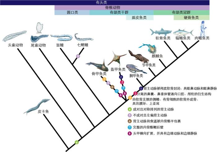 一些關(guān)鍵特征在脊索動物中的演化?！∶宪版?繪圖 攝
