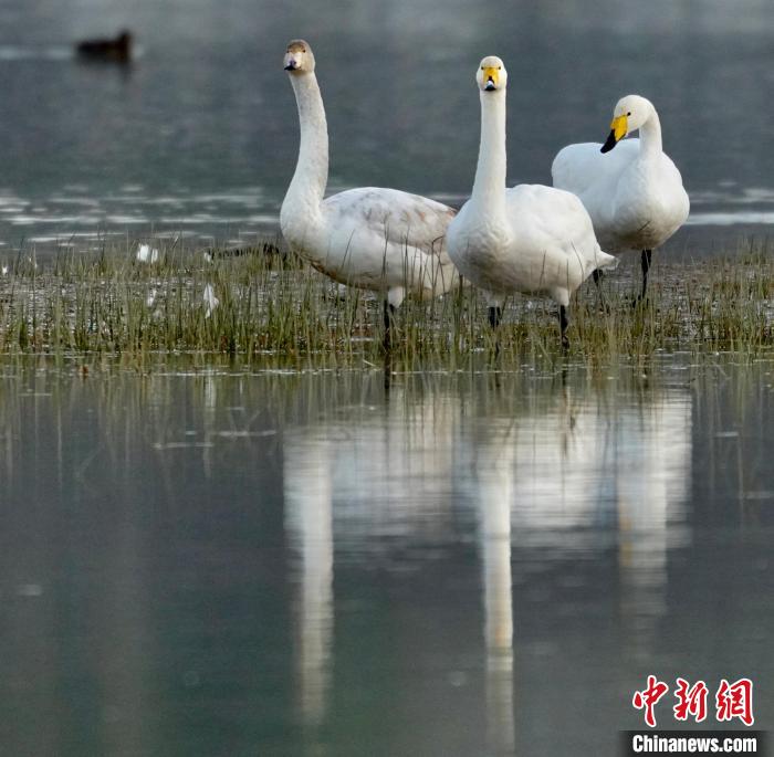 圖為三只大天鵝?！±钣穹?攝