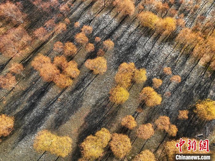 入冬時節(jié)，雅魯藏布江畔的樹林一片金黃?！《拘?攝