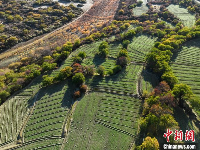 圖為11月8日，雅魯藏布江畔的高原梯田?！《拘?攝