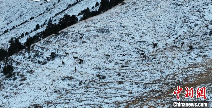 圖為巖羊和馬鹿集體在雪地里休憩?！《继m縣融媒體中心 供圖