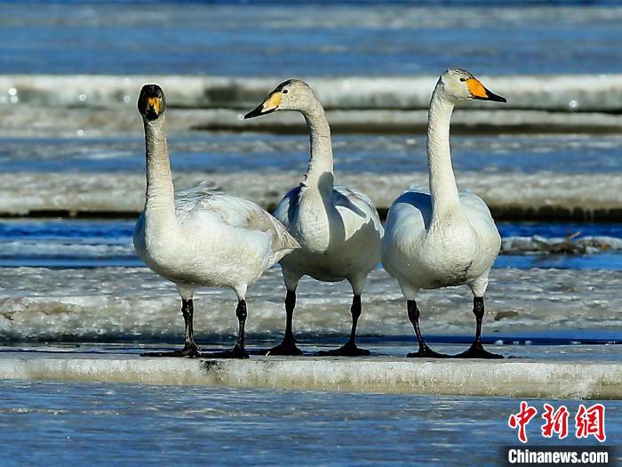 圖為三只天鵝在湖面上曬太陽?！『螁⒔?攝