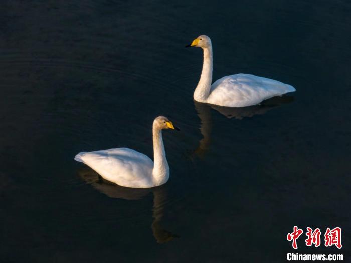 圖為兩只天鵝在湖中游蕩?！『螁⒔?攝