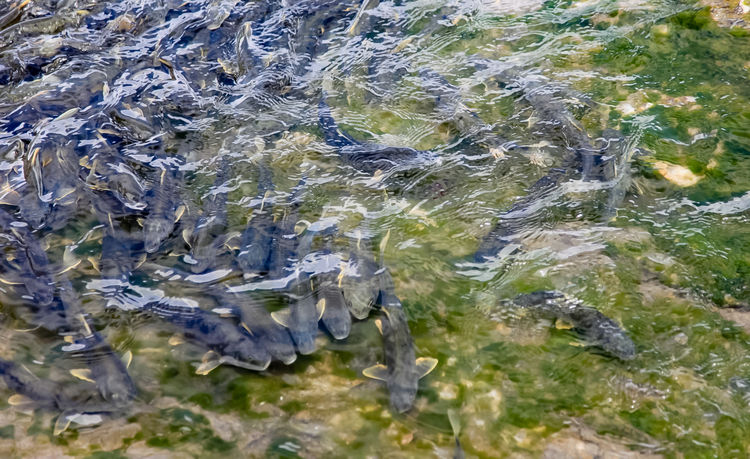 青海湖裸鯉（湟魚(yú)）洄游。周元峰攝