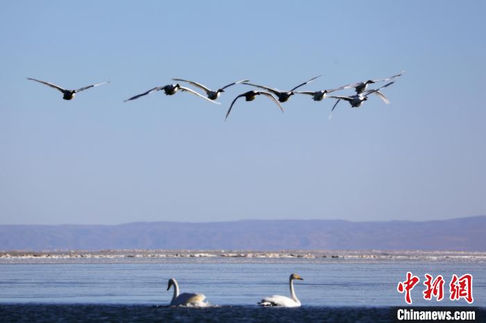 圖為大天鵝在青海湖上空飛翔?！●R怡睿 攝