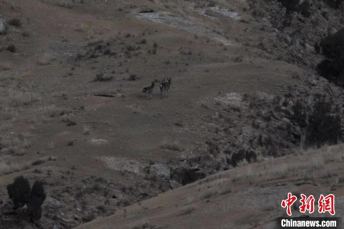 圖為兩只馬鹿在山坡上行走?！〔湃?攝