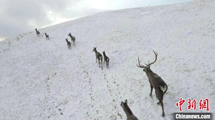 圖為馬鹿群在雪地里行走?！〔湃?攝