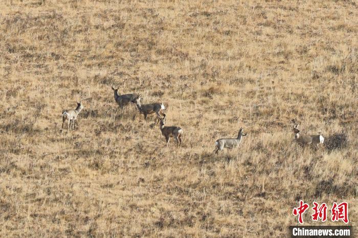 圖為狍鹿在山坡上覓食嬉戲?！〔彭椖霞?攝