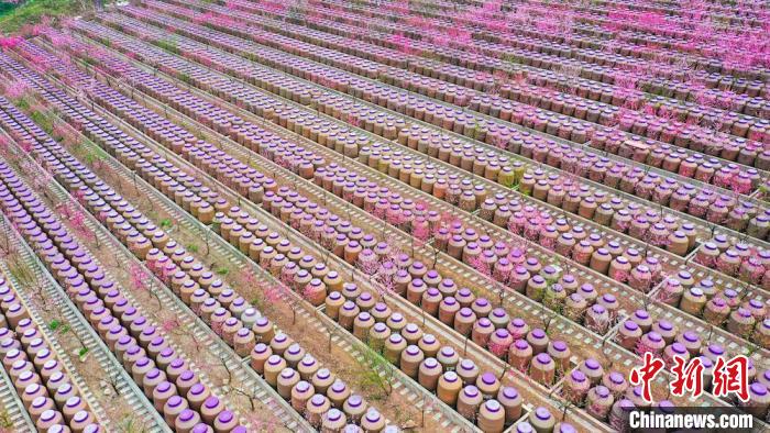 灼灼桃花惹人醉?！㈡?攝