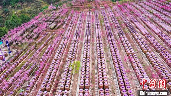 灼灼桃花惹人醉?！㈡?攝