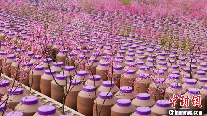 桃花和酒壇相映成趣?！∫足?攝