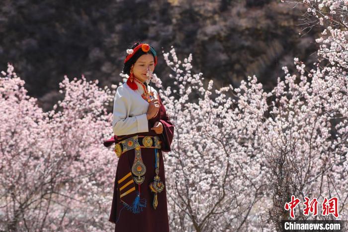 白玉縣河坡鎮(zhèn)桃花林間身穿民族服飾的藏族女孩?！“子袢诿?攝