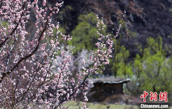 白玉縣河谷間盛開的桃花?！“子袢诿?攝