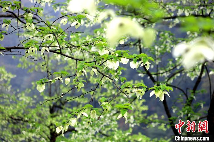 珙桐在春末夏初之際開花，花期較短?！螚?攝