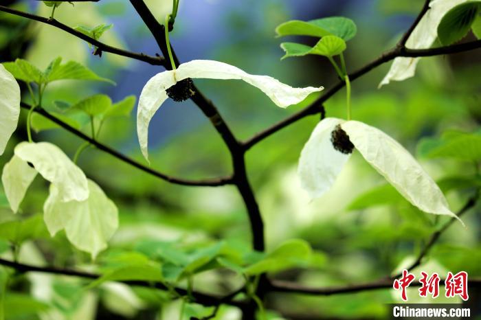 兩片潔白的花瓣隨風(fēng)搖曳就像飛翔的白鴿?！螚?攝