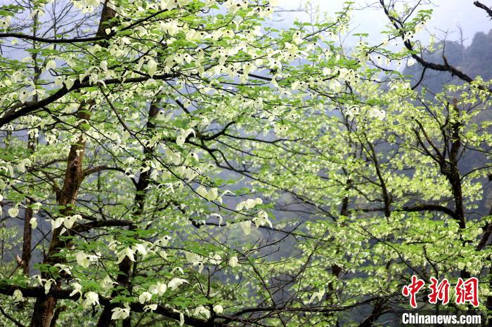 珙桐是1000萬年前新生代第三紀(jì)留下的孑遺植物，中國特有的樹種，是國家一級瀕危保護(hù)野生植物?！螚?攝