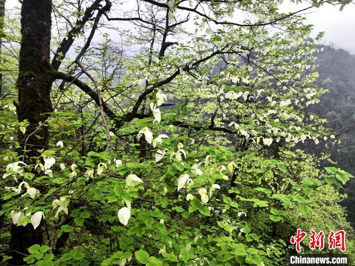 山谷兩側(cè)高大繁茂的珙桐樹?！螚?攝