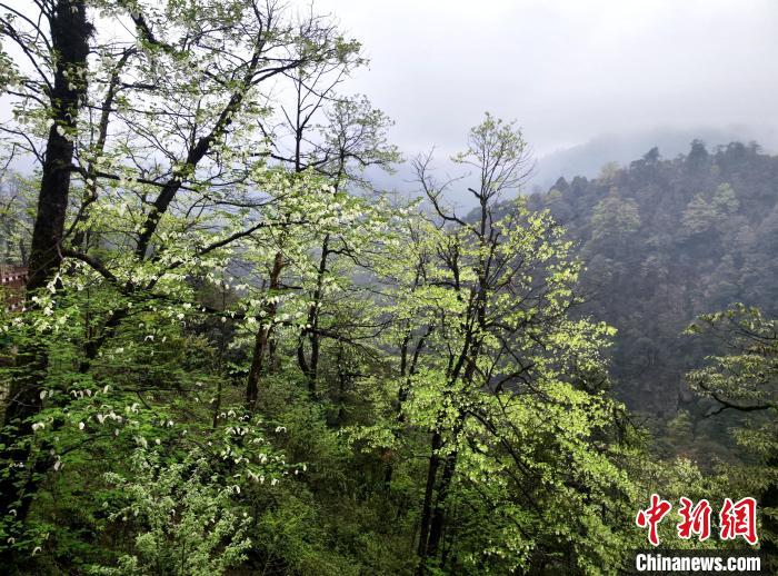 珙桐花朵潔白素雅，與青山雨霧融為一體?！螚?攝