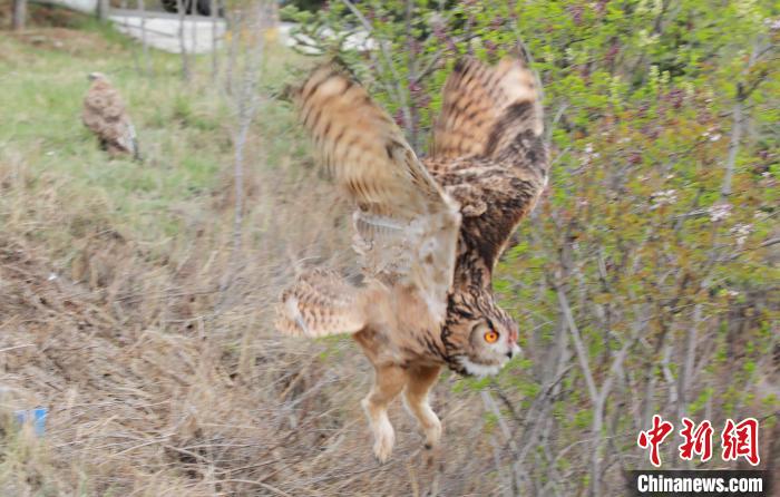 圖為西寧野生動物園救護的雕鸮在西寧市放歸大自然?！●R銘言 攝