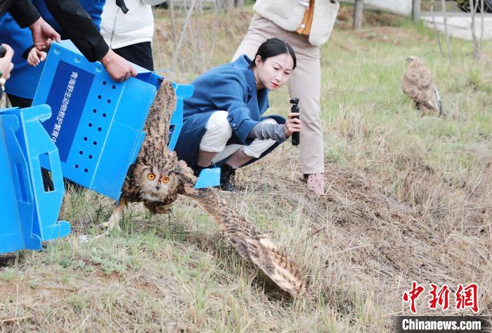 圖為西寧野生動物園救護的雕鸮在西寧市放歸大自然?！●R銘言 攝