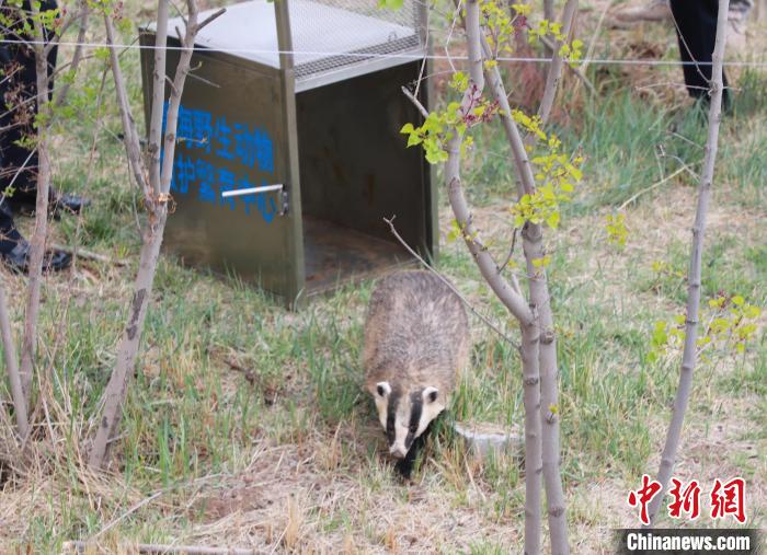 圖為西寧野生動物園救護的狗獾在西寧市放歸大自然?！●R銘言 攝