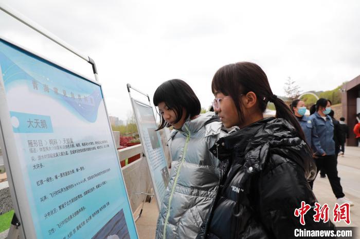 圖為學生通過展板了解青海常見鳥類?！●R銘言 攝