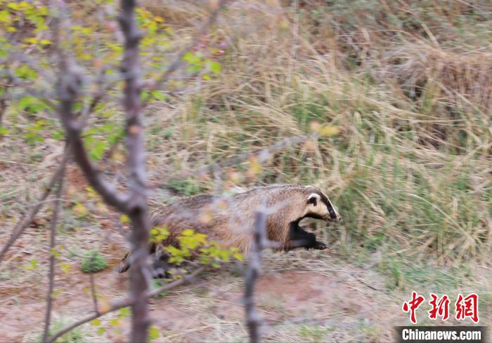 圖為西寧野生動物園救護的狗獾在西寧市放歸大自然?！●R銘言 攝
