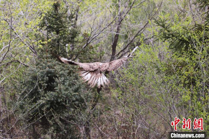 圖為西寧野生動物園救護的大鵟在西寧市放歸大自然?！●R銘言 攝