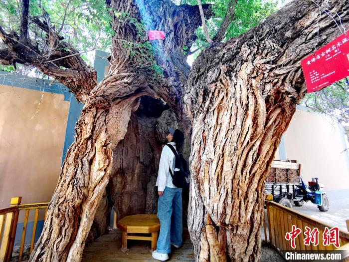 青海海東市阿河灘地質文化村：古樹新枝、丹山碧水