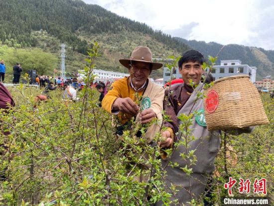 圖為當(dāng)?shù)剞r(nóng)牧民進(jìn)行藏雪茶采摘比賽?！⊥鮿x 攝