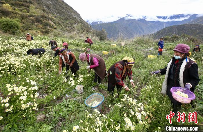 “落戶”黑水的杭白菊。桐鄉(xiāng)市宣傳部提供
