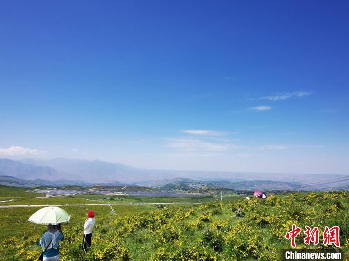 2020年07月07日拍攝于臨夏州積石山縣境內(nèi)，生態(tài)環(huán)境逐漸恢復(fù)，小黃花開遍山間。(資料圖) 殷春永 攝